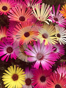 Multi colored Mesembryanthemums