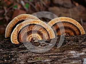 Multi colored mushroom or conk on a decaying coconut trunk, selective focus