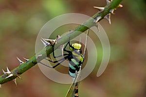 Multi colored odonta or dragon fly from Western Ghats