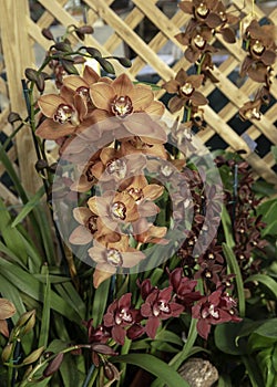 Multi-Colored Orchid Blossom Display
