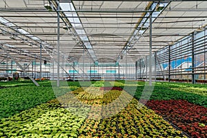 Multi-colored ornamental plants, shrubs and flowers grown for gardening in modern hydroponic greenhouse