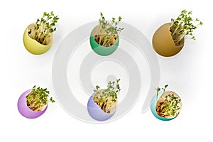 Multi-colored painted Easter eggs with sprouted green sprouts on white