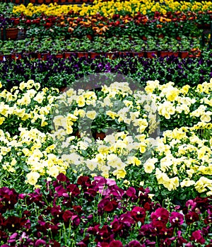 Multi-colored pansies in flower pots in a greenhouse.