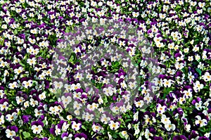 Multi colored pansy's