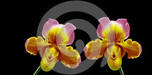 Multi colored paphiopedilum hybrid or venus lady slipper orchids    