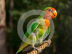 Multi colored parakeet perching in a tree in nature close