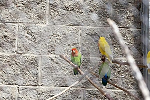 multi-colored parrots
