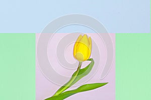 Multi-colored pastel paper pattern with natural live flower yellow Tulip, copy space background