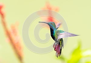 Multi colored photo of a Tropical hummingbird hovering in the air