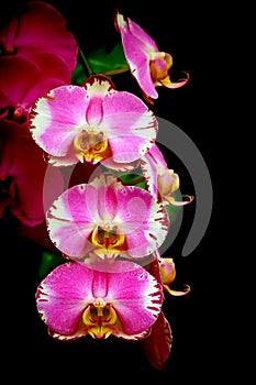 Multi colored pink orchids