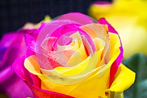 Multi-colored pink yellow rose close-up