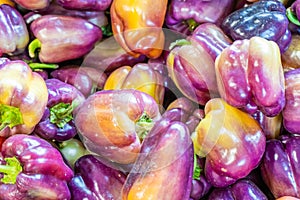 Multi-colored purple sweet bell peppers, showing pigments of red and yellow. Unique variety of bell peppers sold at a farmer`s mar