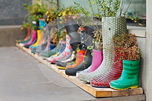Multi-colored rubber boots as flower pots with different blooming flowers on the veranda