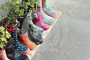 Multi-colored rubber boots as flower pots with different blooming flowers on the veranda