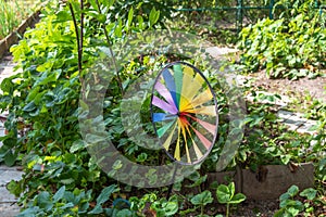 Multi-colored spinner toy rotating in the garden of a cottage colorful wind turbine on a background of green leaves.