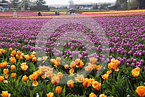 Multi-colored spring tulips blooming in a vast field