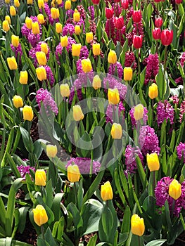 Multi-colored spring tulips in full bloom