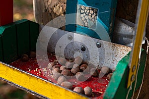 Multi-colored squirrel feeder made of metal and wood. The feeder is hanging on a tree in the park. there are hazelnuts in the