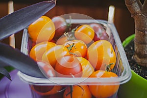 Multi-colored tomatoes homemade tomatoes in a plastic container sprit