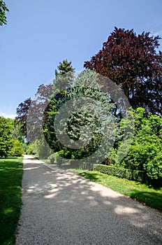 Multi-colored trees in Park