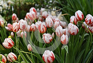 Multi-Colored Tricolor Striped Tulips Sorbet, Rexona, Rembrandt in Botanical Garden of Moscow University `Pharmacy Garden` or `A