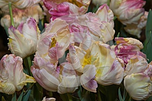 Multi colored tulips