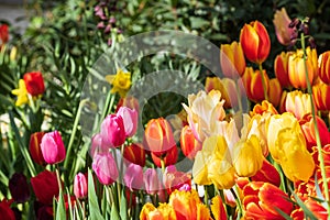 multi-colored tulips close-up on a blurred background