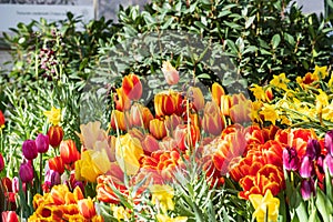 multi-colored tulips close-up on a blurred background