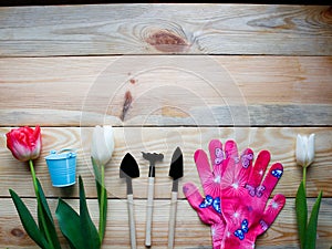 Multi-colored tulips on a dark wooden substrate, garden tools.