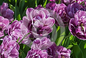 Multi-colored tulips planted