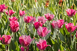 Multi-colored tulips planted