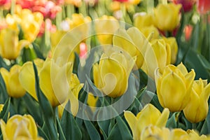 Multi-colored tulips planted