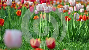 Multi-colored tulips sway in the wind. Floral natural background. Flowerbed