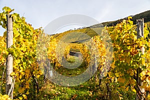 Multi colored vineyards near Bernkastel-Kues on river Moselle in autumn