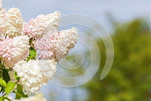 Multi Colored White and Pink Hydrangea Bush With Blooms soft focus