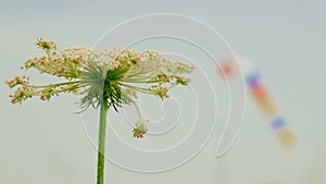 Multi Colored Windvane And Green Plant