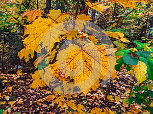 Multi-colored yellow, red, green leaves in late autumn