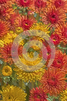 Multi colors garden mums,computer art