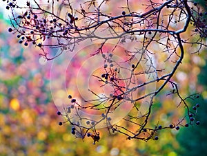 Multi-colour leaves and trees