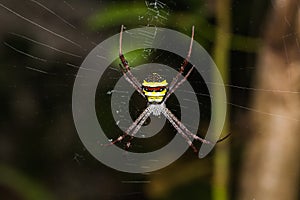 Multi-coloured Argiope spider