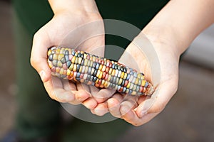 Multi Coloured azten maize corn