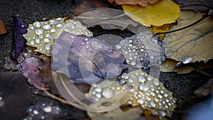 Multi-coloured fallen leaves with water drops