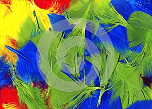 Multi coloured feathers background