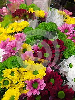 Multi coloured flowers