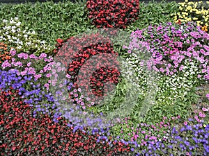 Multi Coloured Flowers in a bed in Shanghai, China. October 2018.