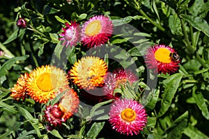 Multi-coloured flowers of a daisy