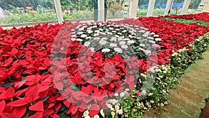 Multi coloured flowers in Flower Show on occasion of Dusshera Celebrations in Mysore
