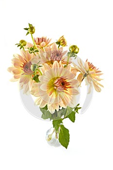 Multi coloured, light pink and yellow dahlia blooming flowers isolated on white background