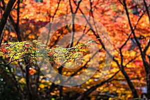 Multi-coloured maple leaves in Japan during Autumn Koyo season photo