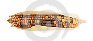Multi-coloured ornamental Indian corn with red and brown niblets